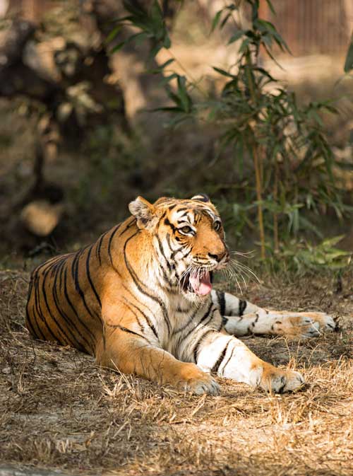 Tiger Safari Tours